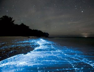 bioluminescent