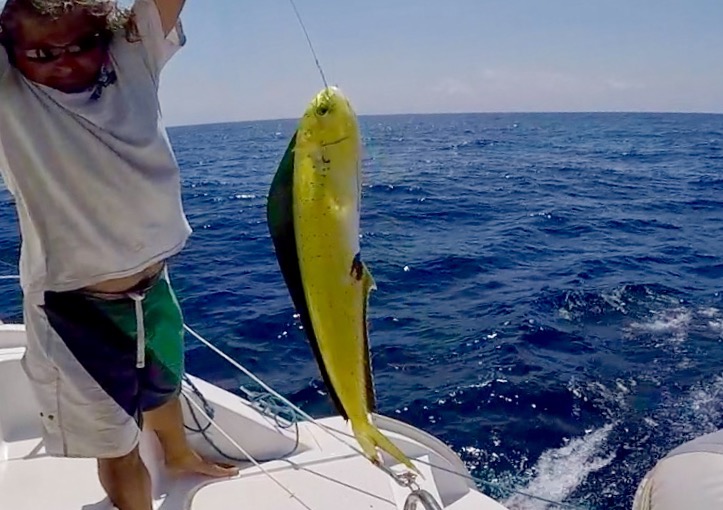 Mahi